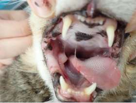 猫の歯肉口内炎-症例①